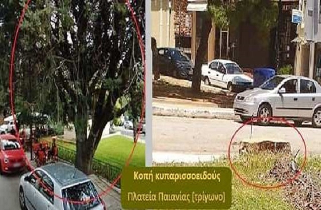 Περιβαλλοντικό έγκλημα: Ο δήμος κόβει παράνομα δένδρα στην Παιανία και στα Γλυκά Νερά! (Φωτός)