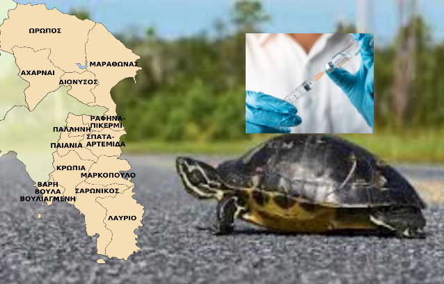 xelona anattiki