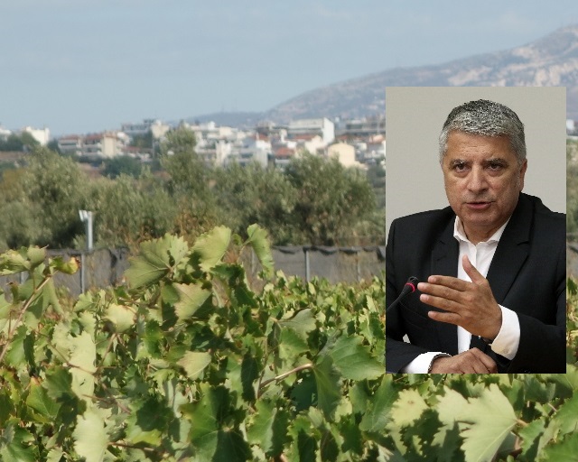 agrotes patoul