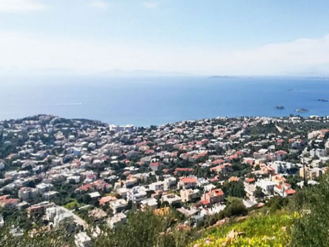 saronida paraena