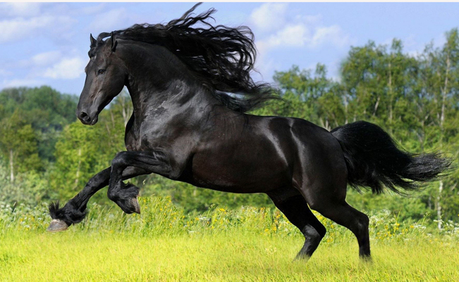 horses