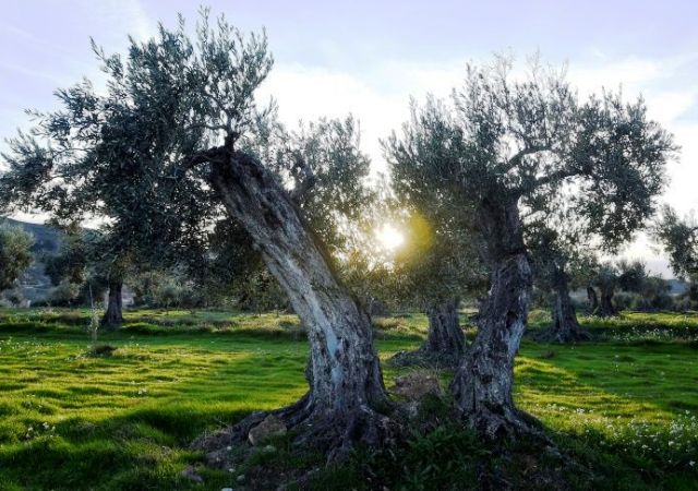 Το μεγαλείο της μεσογείτικης φύσης από έναν κορυφαίο Αμερικανό πεζογράφο! 
