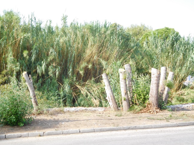 dendra1